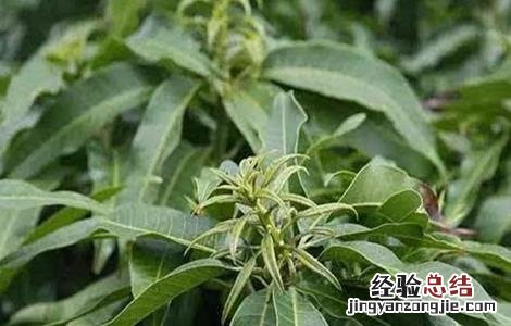 芒果早花的预防措施是什么 芒果早花的预防措施
