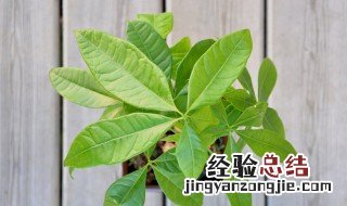 发财树 花语 发财树的花语和寓意