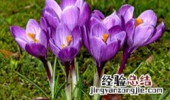 番红花的花语是什么 番红花的花语和寓意