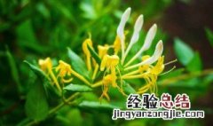 金银花的花语与传说来历 金银花的花语