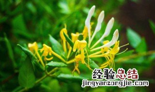 金银花的花语与传说来历 金银花的花语