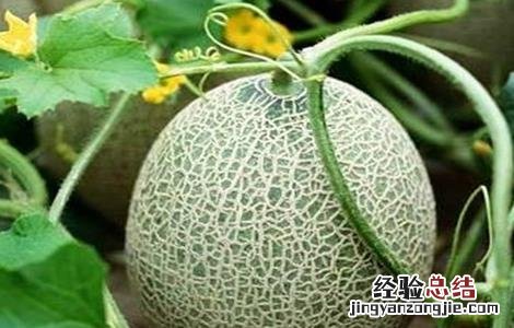 种植哈密瓜的田间管理要求 种植哈密瓜的田间管理