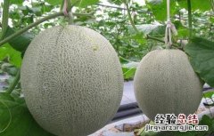 种植哈密瓜的田间管理要求 种植哈密瓜的田间管理