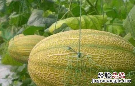 种植哈密瓜的田间管理要求 种植哈密瓜的田间管理