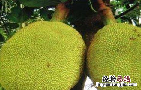 菠萝蜜裂果的原因及预防措施视频 菠萝蜜裂果的原因及预防措施