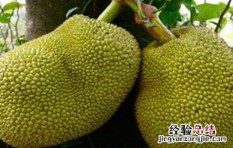 菠萝蜜裂果的原因及预防措施视频 菠萝蜜裂果的原因及预防措施