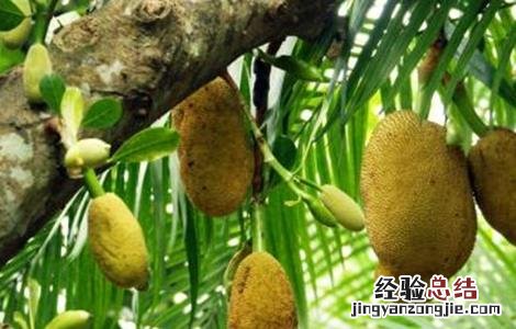 菠萝蜜裂果的原因及预防措施视频 菠萝蜜裂果的原因及预防措施