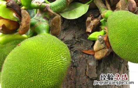 菠萝蜜裂果的原因及预防措施视频 菠萝蜜裂果的原因及预防措施