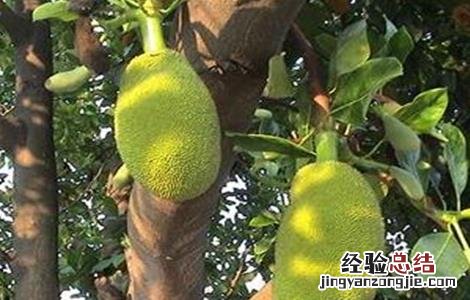 菠萝蜜裂果的原因及预防措施视频 菠萝蜜裂果的原因及预防措施