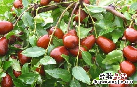 枣树干腐病的症状及防治方法 枣树干腐病的症状及防治