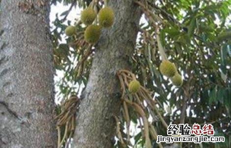 榴莲的种植技术 榴莲的种植技术要点