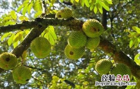 榴莲的种植技术 榴莲的种植技术要点