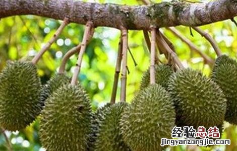 榴莲的种植技术 榴莲的种植技术要点