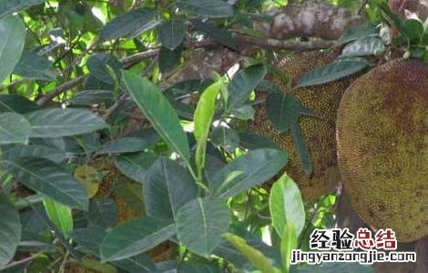 榴莲的种植技术 榴莲的种植技术要点