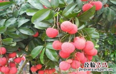 荔枝的田间管理技术有哪些 荔枝的田间管理技术