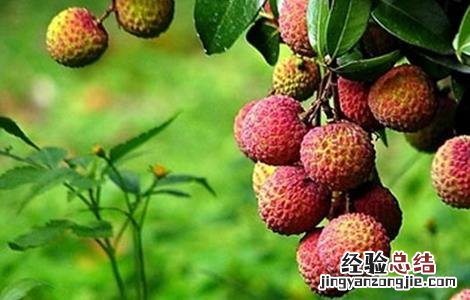 荔枝的田间管理技术有哪些 荔枝的田间管理技术