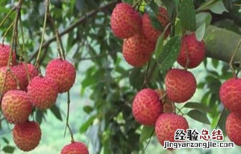 荔枝的田间管理技术有哪些 荔枝的田间管理技术