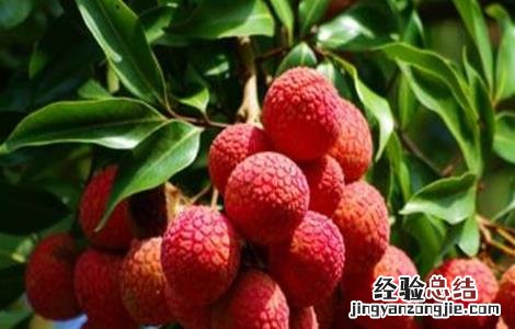 荔枝的田间管理技术有哪些 荔枝的田间管理技术