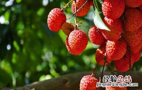 荔枝的田间管理技术有哪些 荔枝的田间管理技术