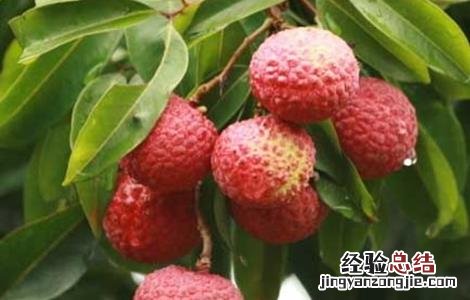 荔枝的田间管理技术有哪些 荔枝的田间管理技术