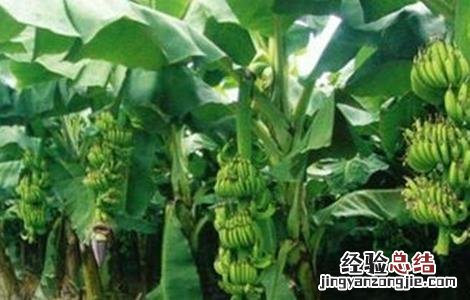 香蕉种植的注意事项有哪些 香蕉种植的注意事项