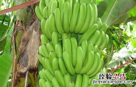 香蕉种植的注意事项有哪些 香蕉种植的注意事项