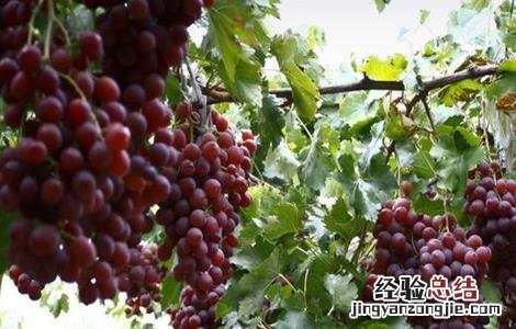 如何防治葡萄酸腐病 如何防治葡萄酸腐病的方法