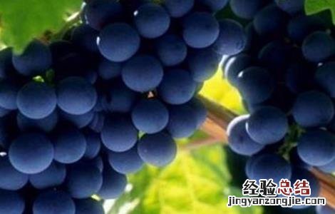 如何防治葡萄酸腐病 如何防治葡萄酸腐病的方法
