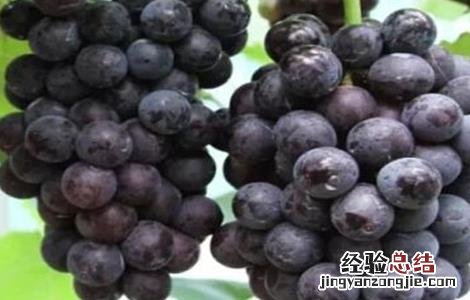 如何防治葡萄酸腐病 如何防治葡萄酸腐病的方法