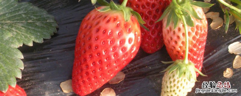 草莓闷根表现 草莓沤根的表现