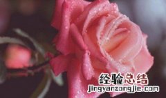 粉色玫瑰花可以放在水中养吗图片 粉色玫瑰花可以放在水中养吗
