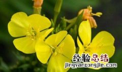 闭经能吃月见草吗 闭经能吃月见草吗女性