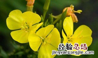 闭经能吃月见草吗 闭经能吃月见草吗女性