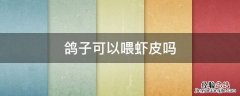 鸽子能不能吃虾 鸽子可以喂虾皮吗