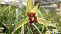 什么兰花最好养又香开花时间又长 什么兰花最好