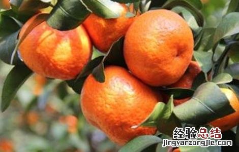 沙糖桔的高产种植技术 沙糖桔的高产种植技术有哪些