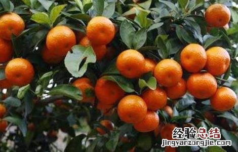 沙糖桔的高产种植技术 沙糖桔的高产种植技术有哪些