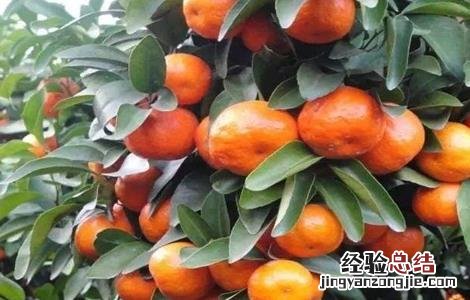 沙糖桔的高产种植技术 沙糖桔的高产种植技术有哪些