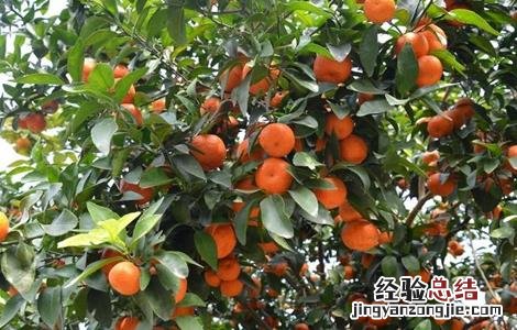 沙糖桔的高产种植技术 沙糖桔的高产种植技术有哪些