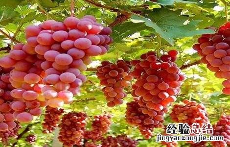 如何防止葡萄产生热害的方法 如何防止葡萄产生热害
