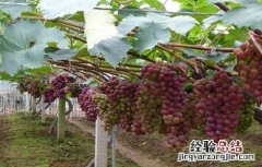 如何防止葡萄产生热害的方法 如何防止葡萄产生热害