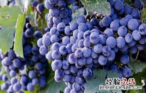 导致葡萄上色失败的原因 葡萄上色不好怎么办