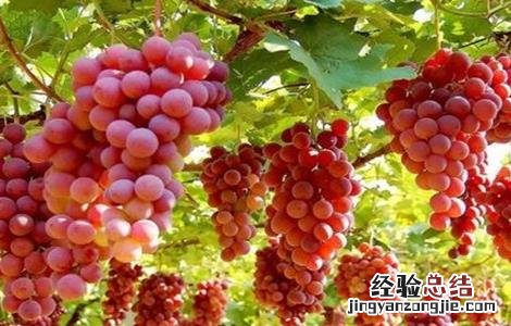 导致葡萄上色失败的原因 葡萄上色不好怎么办