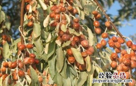 沙枣树种植技术 沙枣树种植技术与管理