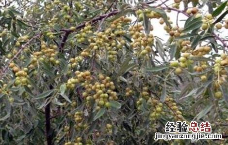 沙枣树种植技术 沙枣树种植技术与管理