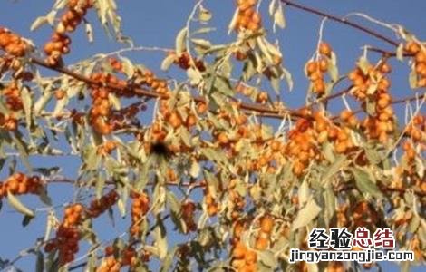 沙枣树种植技术 沙枣树种植技术与管理