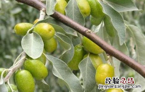 沙枣树种植技术 沙枣树种植技术与管理