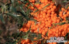 沙枣树种植技术 沙枣树种植技术与管理