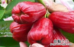莲雾的种植条件 莲雾的种植条件是什么