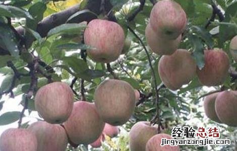 苹果树为什么会烂根 苹果树为什么会烂根的原因
